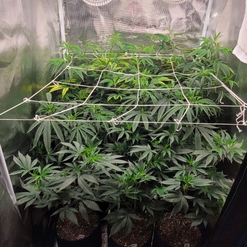 Orange Cookies growlog timeline photo