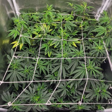 Orange Cookies growlog timeline photo