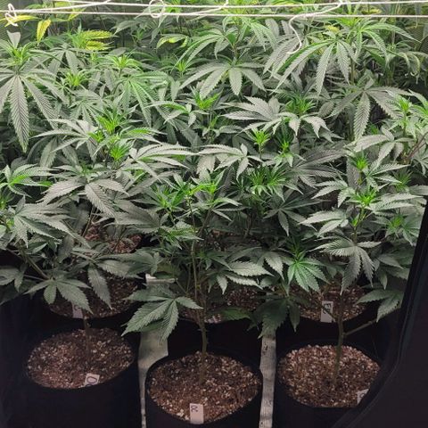 Orange Cookies growlog timeline photo