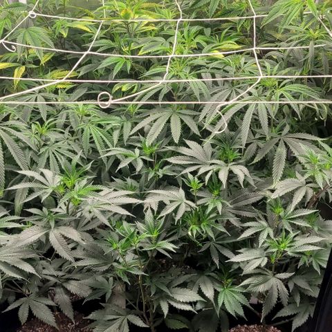 Orange Cookies growlog timeline photo