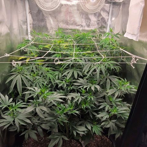 Orange Cookies growlog timeline photo