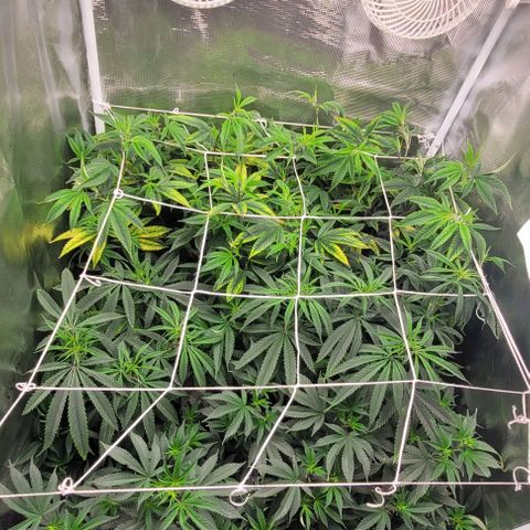 Orange Cookies growlog timeline photo