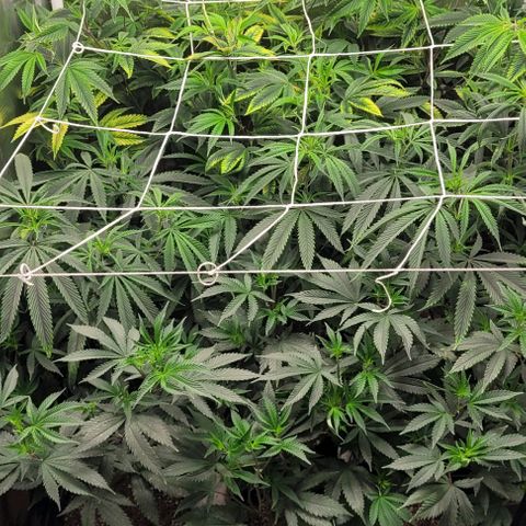 Orange Cookies growlog timeline photo