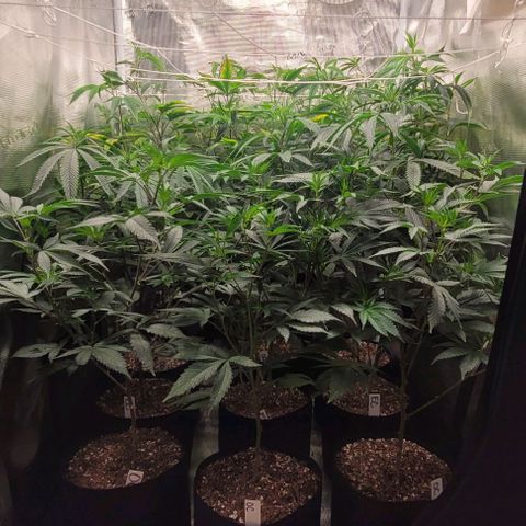 Orange Cookies growlog timeline photo