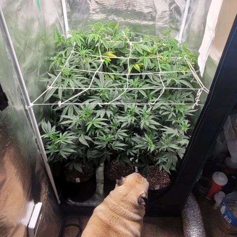 Orange Cookies growlog timeline photo