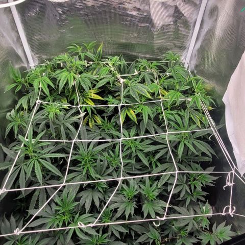 Orange Cookies growlog timeline photo
