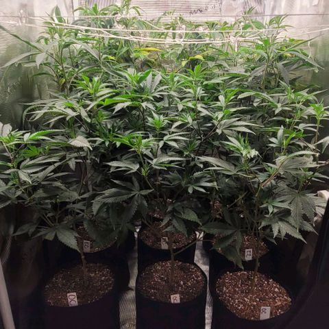 Orange Cookies growlog timeline photo