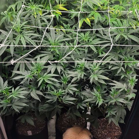 Orange Cookies growlog timeline photo