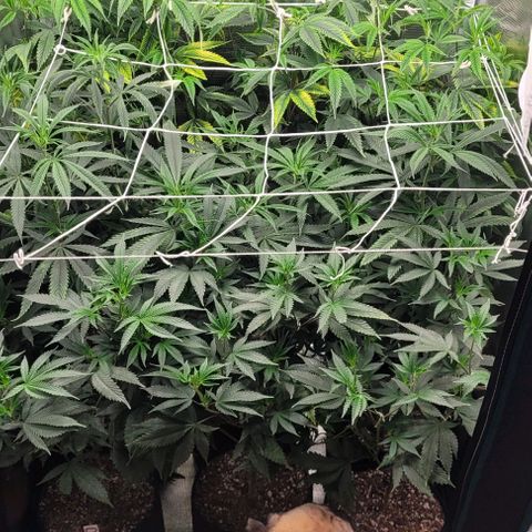 Orange Cookies growlog timeline photo