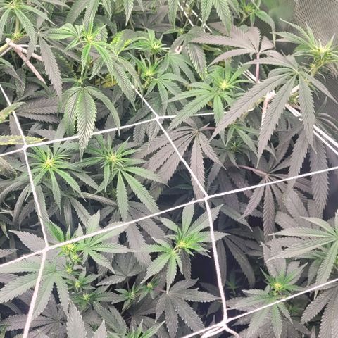 Orange Cookies growlog timeline photo