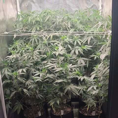 Orange Cookies growlog timeline photo
