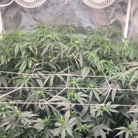 Orange Cookies growlog timeline photo