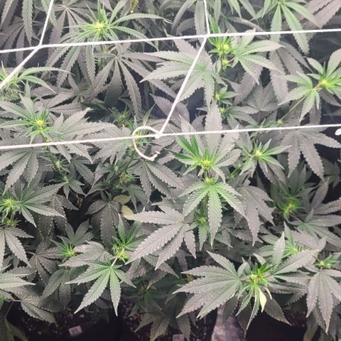 Orange Cookies growlog timeline photo