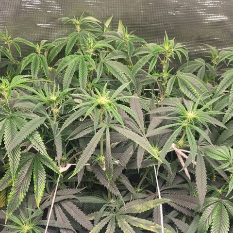Orange Cookies growlog timeline photo