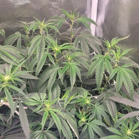 Orange Cookies growlog timeline photo