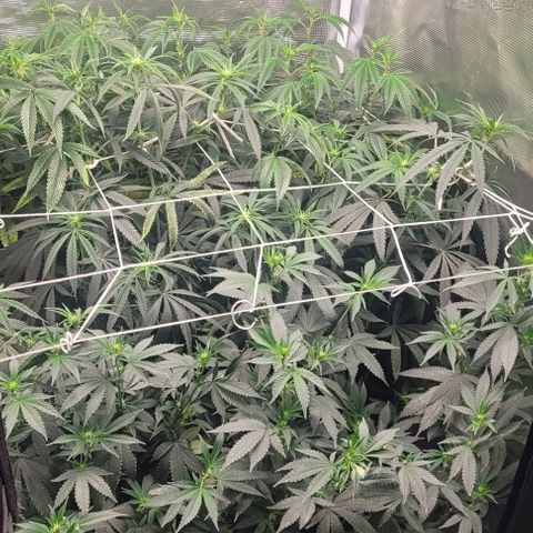 Orange Cookies growlog timeline photo
