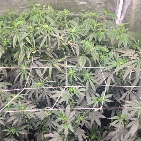 Orange Cookies growlog timeline photo