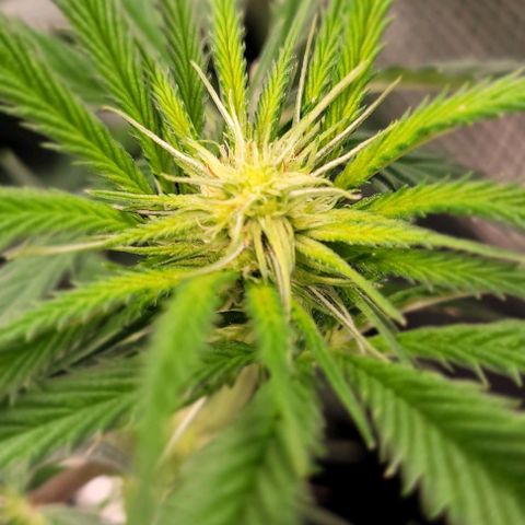 Orange Cookies growlog timeline photo