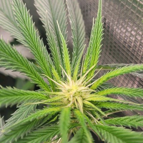 Orange Cookies growlog timeline photo