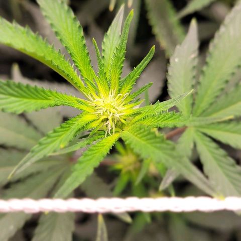 Orange Cookies growlog timeline photo