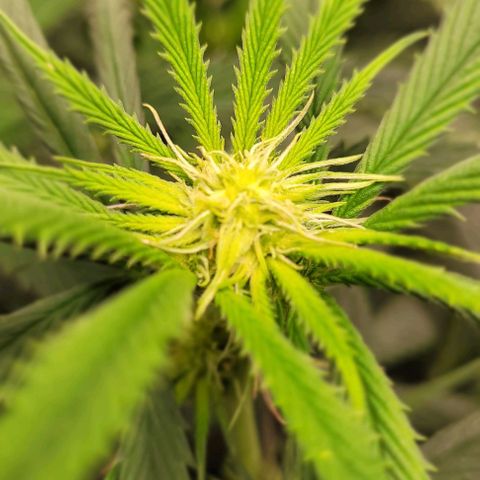Orange Cookies growlog timeline photo