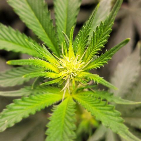 Orange Cookies growlog timeline photo