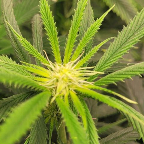 Orange Cookies growlog timeline photo