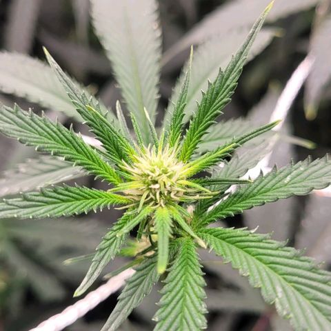 Orange Cookies growlog timeline photo