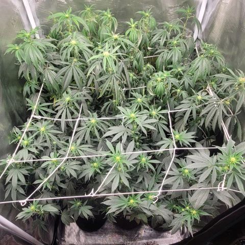 Orange Cookies growlog timeline photo