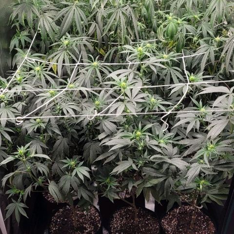 Orange Cookies growlog timeline photo