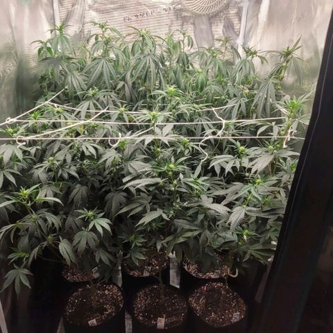 Orange Cookies growlog timeline photo