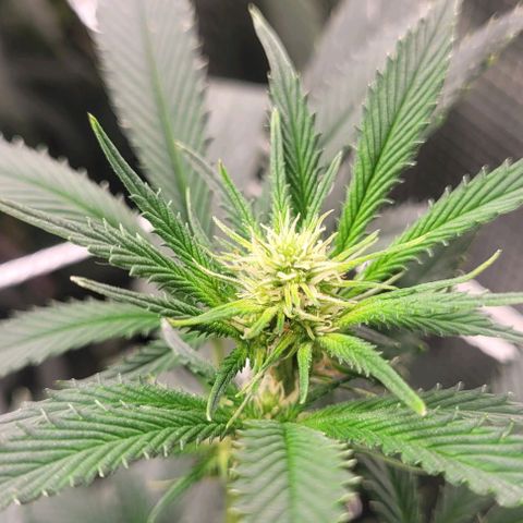 Orange Cookies growlog timeline photo