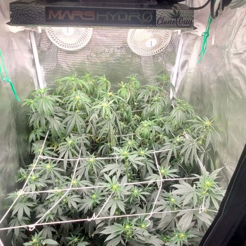 Orange Cookies growlog timeline photo