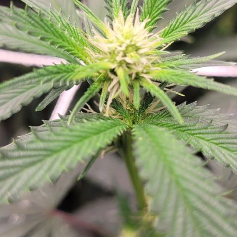 Orange Cookies growlog timeline photo