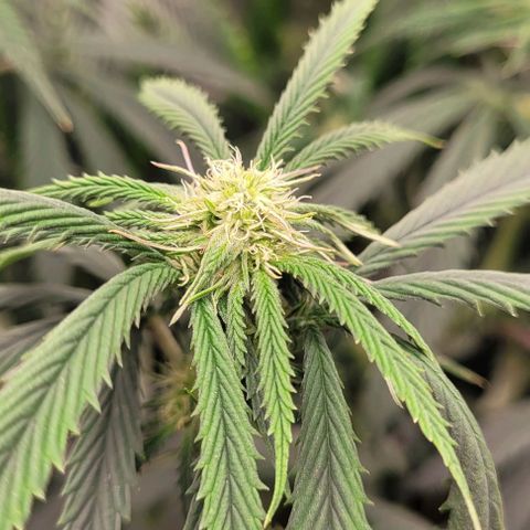 Orange Cookies growlog timeline photo