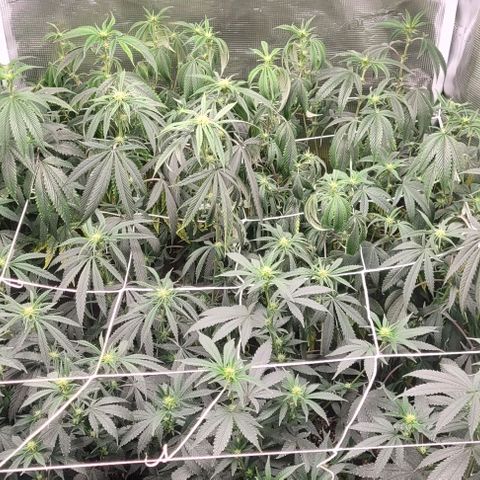 Orange Cookies growlog timeline photo