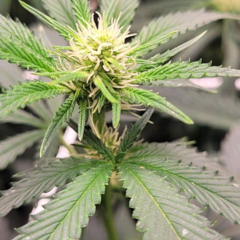 Orange Cookies growlog timeline photo