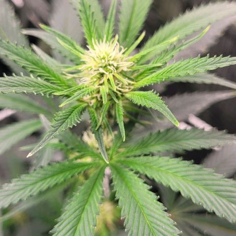 Orange Cookies growlog timeline photo
