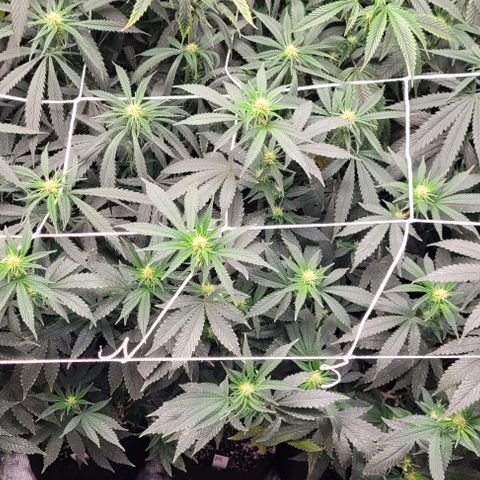 Orange Cookies growlog timeline photo