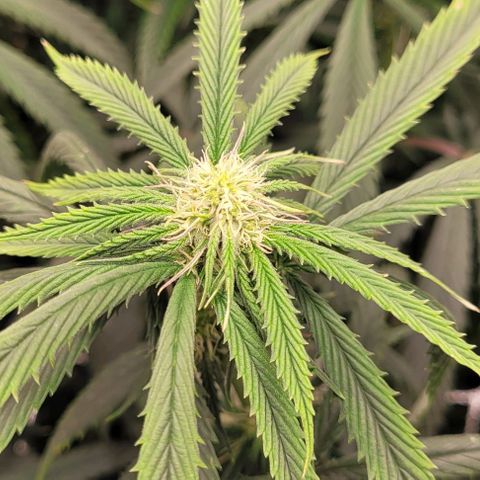 Orange Cookies growlog timeline photo