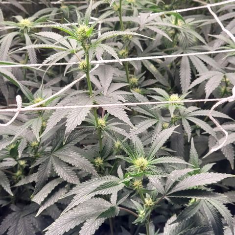 Orange Cookies growlog timeline photo