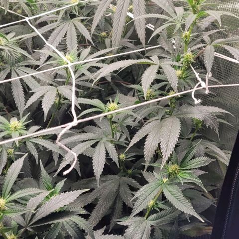 Orange Cookies growlog timeline photo
