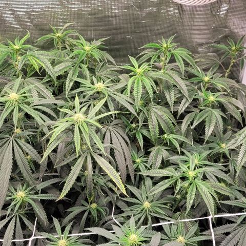 Orange Cookies growlog timeline photo
