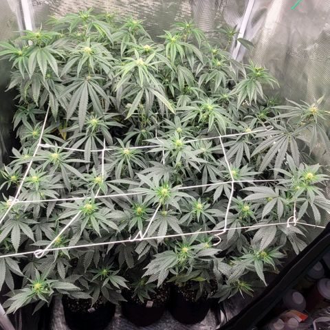 Orange Cookies growlog timeline photo