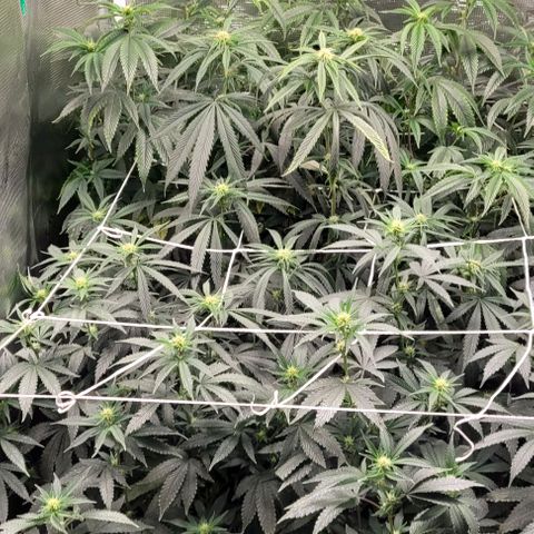 Orange Cookies growlog timeline photo