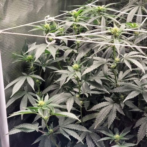 Orange Cookies growlog timeline photo
