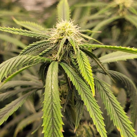 Orange Cookies growlog timeline photo