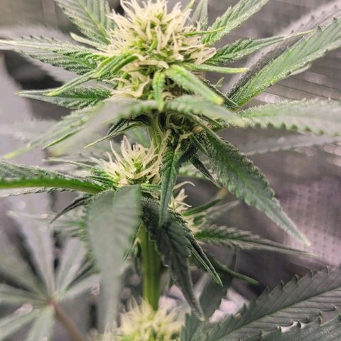 Orange Cookies growlog timeline photo