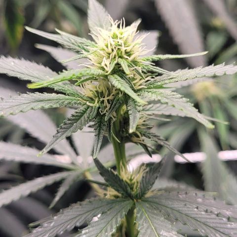 Orange Cookies growlog timeline photo