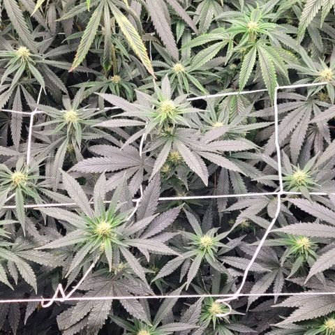 Orange Cookies growlog timeline photo